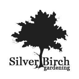 Silver Birch Gardening